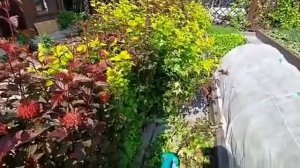 ПУЗЫРЕПЛОДНИК КАЛИНОЛИСТНЫЙ/Красивая живая изгородь из разноцветного кустарника/Формировка изгороди