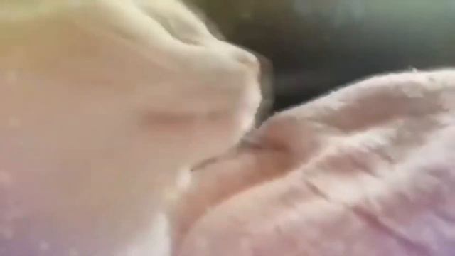 белый кот флексит смотреть онлайн