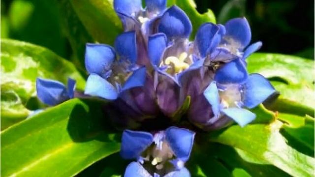 Горечавка крестообразная. Краткий обзор, описание характеристик, где купить саженцы смотреть онлайн