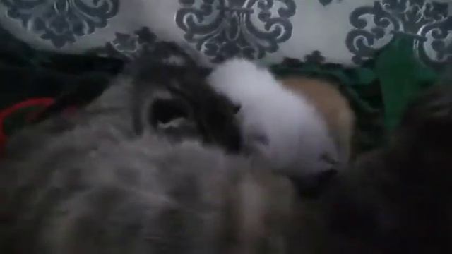 МИЛЫЕ КОТЯТА Наша КОШКА РОДИЛА КОТЯТ котики мяукают смотреть онлайн
