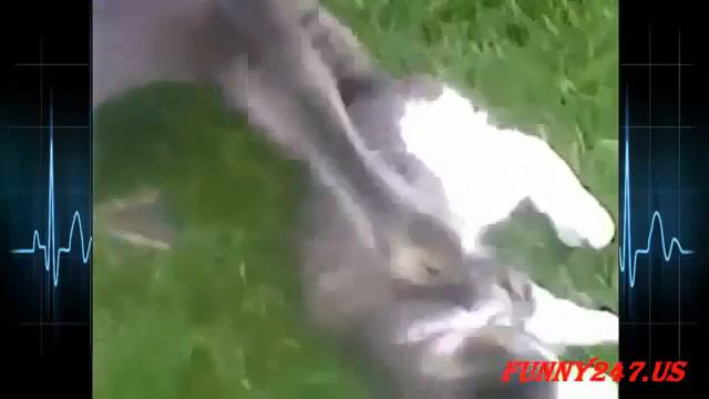 Cat Vs Gans Lustige Tiere Angriff смотреть онлайн