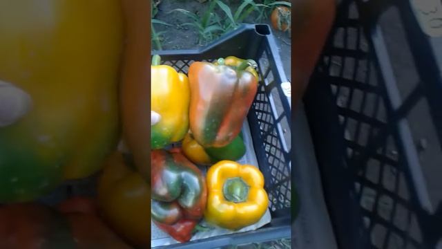 Первый урожай болгарского перца:Геркулес,Марек,Спрингбокс.Голландия смотреть онлайн