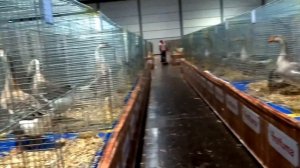 Породы гусей на европейской выставке