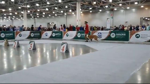 18.11.2023 Москва. Евразия-2023-1. Ринг КОЛЛИ ГШ