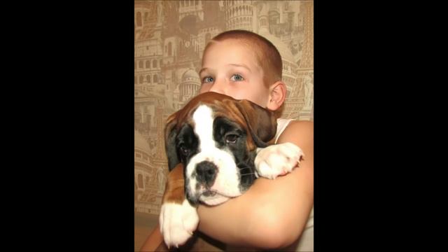 щенок боксер Никинк Вар Хард Баска смотреть онлайн