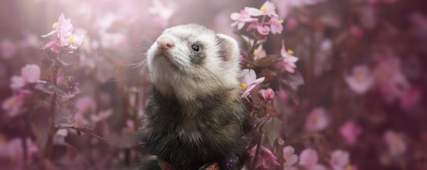 Хорошей охоты тебе хорёчек