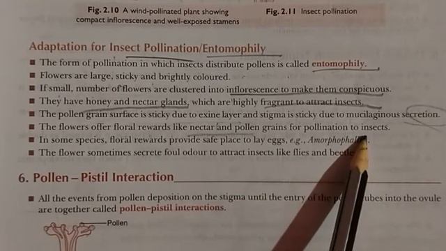 CLASS 12 - BIOLOGY : REPRODUCTION IN FLOWERING PLANTS POLLINATION смотреть онлайн