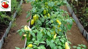 Что можно посадить рядом с перцем на огород