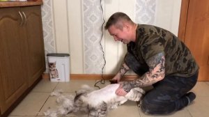 Стрижка кошки дома