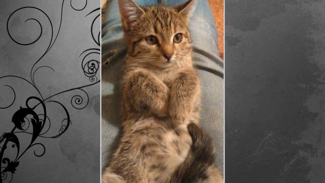 В темноте подъезда девушка наткнулась на что то маленькое и пушистое! смотреть онлайн