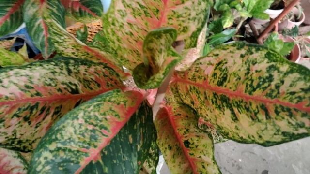 24 KARAT Vs 10 KARAT AGLAONEMA