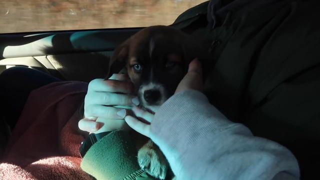 THE PRETTIEST PUPPY IN THE WORLD :: ADOPTING KONA :: KEV'S NEW PUPPY!! :: VLOG 198 смотреть онлайн