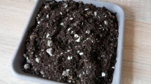 СУБСТРАТ для Толстянки (Денежного дерева). Подходящая почва для посадки Суккулентов