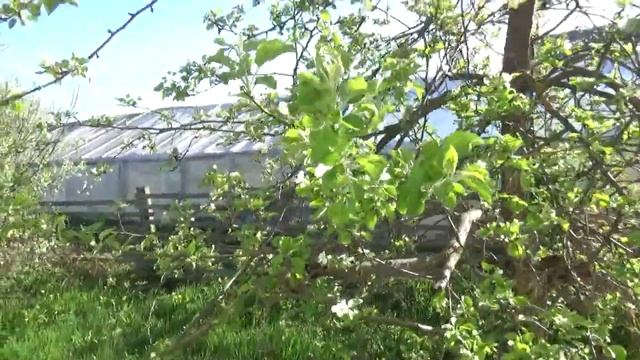 Отсадились.Наш сад-огород. смотреть онлайн