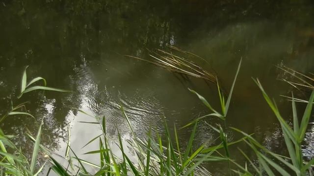 Рыба ушла на "дальний кордон") #347 смотреть онлайн