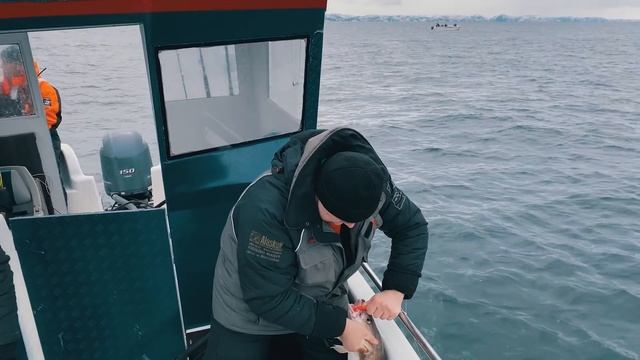 ДАЛЬШЕ - НЕ ЗНАЧИТ ЛУЧШЕ! ХИТРАЯ ТРЕСКА. УДАЧНЫЕ ПОИСКИ. КОНЕЦ МАЯ 2021 смотреть онлайн