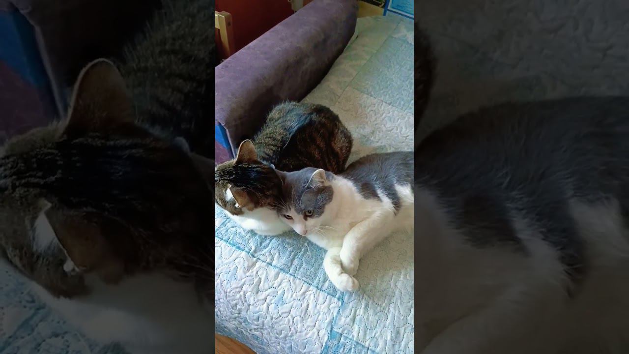 Люби меня.#котики #кот #лайк #питомец #мурзик #котик #любовь #мурка смотреть онлайн