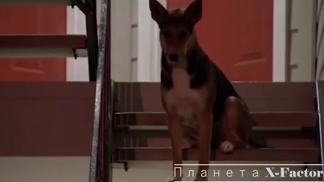 ЖИВОТНЫХ КОТОРЫЕ ЖДАЛИ СВОИХ ХОЗЯЕВ ОЧЕНЬ ДОЛГОЕ ВРЕМЯ. смотреть онлайн