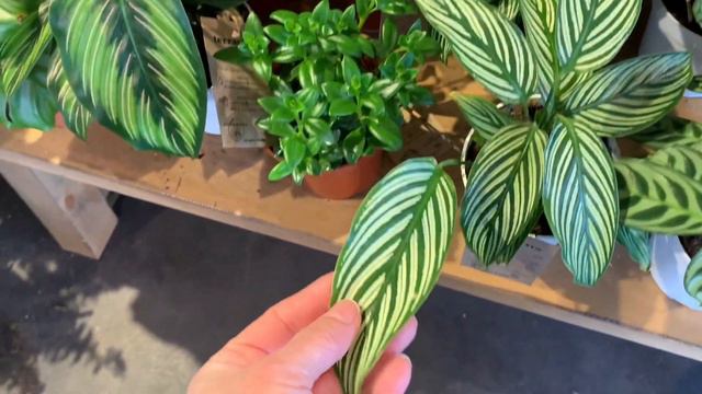 Adding To My Hoya Collection, Visiting A Plant Shop In Boulder, CO.