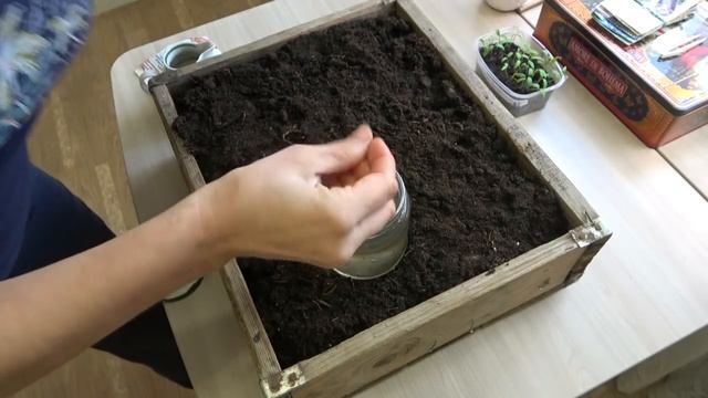 Домашнее видео. Хроника. Пикирую помидоры. We plant tomatoes. смотреть онлайн