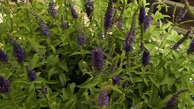 Veronica longifolia смотреть онлайн
