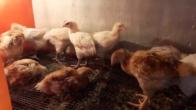 ЦЫПЛЯТА на ПЛЕМЯ// Мини мясные палевые белохвостый и Бресс Гальцы Французкая курица смотреть онлайн