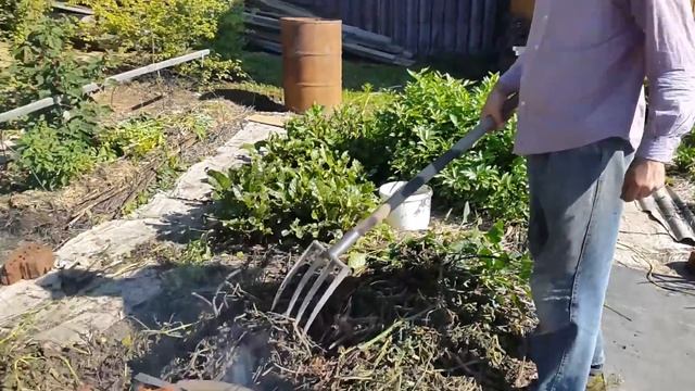 Уничтожение ботвы быстро. Профилактика от фитофторы. Ботва картофеля и помидор. Ботву сжечь. смотреть онлайн