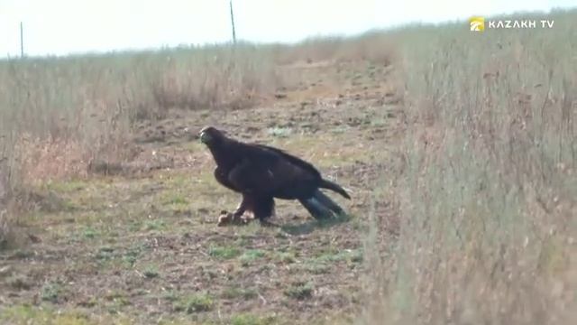Саят - охота кочевников с хищными птицами смотреть онлайн