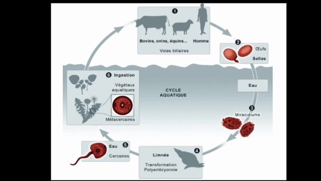⁦♥️⁩ LES TRÉMATODES _ Fasciola hepatica смотреть онлайн