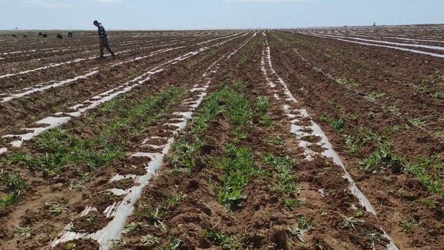 Мульчуем дыни и обзор рассады смотреть онлайн