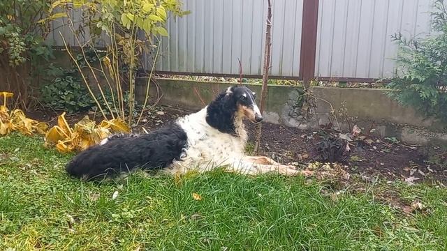 "Стоит старость у порога, просится в мой дом. Я ж с поклоном к ней, не строго:-Может быть потом ?" смотреть онлайн