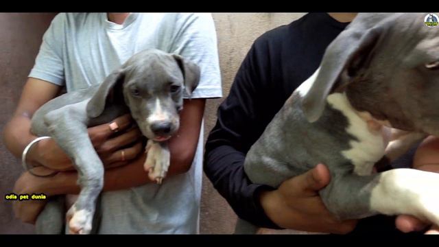 Lowest Price Excellent Quality Pit Bull puppies available with Mother live video proof in Odisha смотреть онлайн
