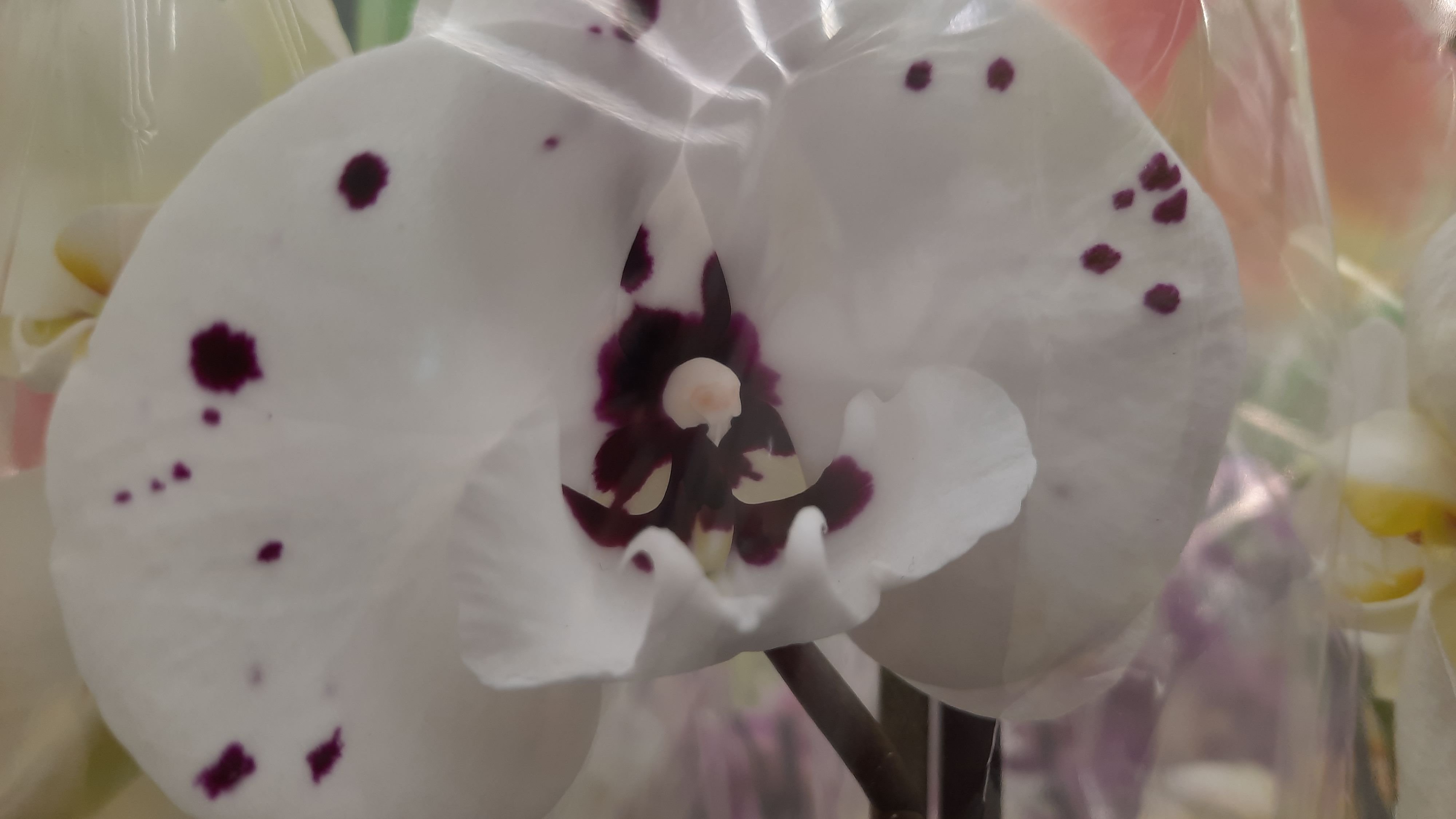 ПРАЗДНИЧНЫЙ ЗАВОЗ ЦВЕТОВ В ЛЕРУА //08.03.24// смотреть онлайн