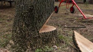 Как безопасно спилить дерево бензопилой