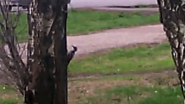 Дятел в городе улетел с парка смотреть онлайн