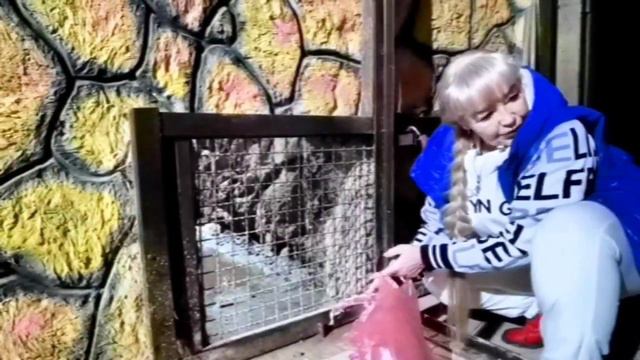 ❤️Из СПАЛЬНИ царя зверей...невестку нужно кормить! С Рождеством вас! смотреть онлайн