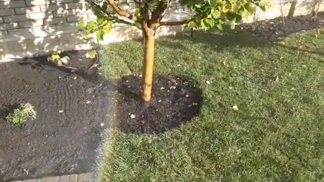 Правильный полив деревьев на газоне с помощью автополива смотреть онлайн