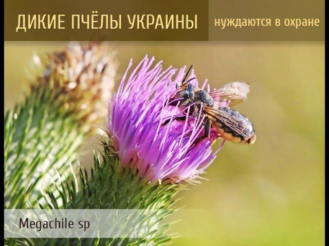 ДИКИЕ ПЧЕЛЫ УКРАИНЫ смотреть онлайн
