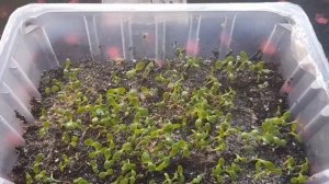 Нивяник крупный " Аляска "