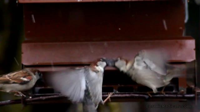 The Feathered and the Furious (REAL Angry Birds) смотреть онлайн