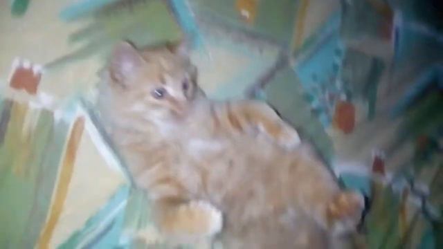 Кот в панике!!! смотреть онлайн