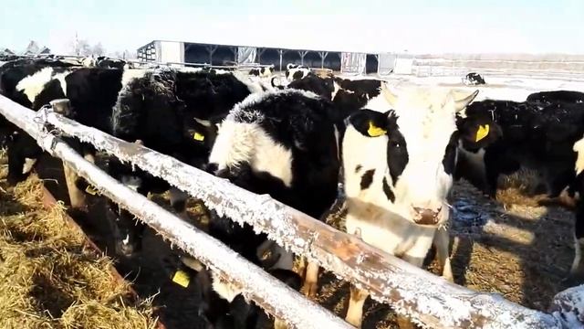Ферма КРС. Содержание КРС зимой без коровника смотреть онлайн