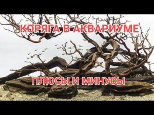 НУЖНА ЛИ КОРЯГА В АКВАРИУМЕ ? ПЛЮСЫ И МИНУСЫ