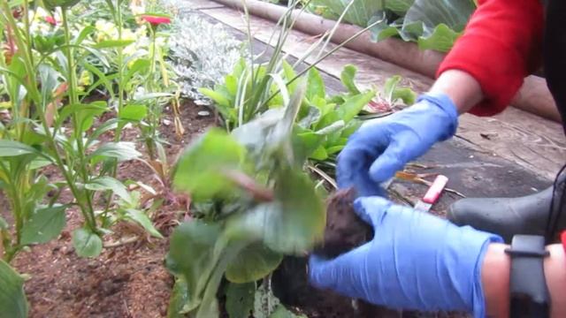 КАК ПЕРЕСАДИТЬ ПРИМУЛУ в августе смотреть онлайн