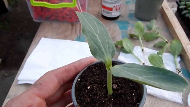 13 - Новый и быстрый вид прививки арбуза !!! Подготовка рассады смотреть онлайн