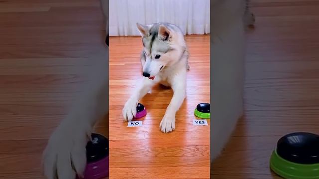 Dog Answers Fan Questions Using Talking Buttons! смотреть онлайн