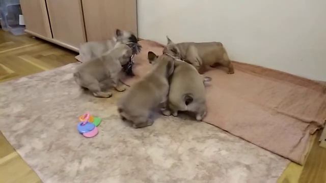 Щенки французского бульдога смотреть онлайн