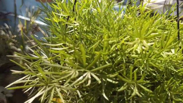 fast growing hanging plant for summer ll summer best hanging plant #asparagus #hangingplant смотреть онлайн