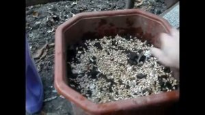 Шампиньоны выращивание в домашних условиях у себя на даче часть I