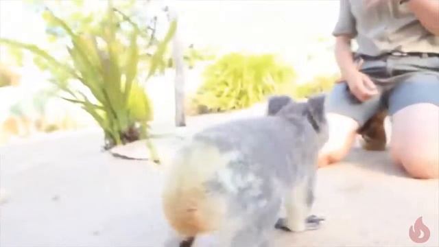 10 самых милых животных | Коала, ленивец, бегемот, 10 most cute animals | Koala, sloth, behemoth смотреть онлайн